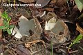Geopora sumneriana-amf836
